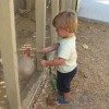 preschool toddlers with animals