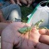 Egewater Preschool insect discovery