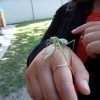 Egewater Preschool insect discovery (5)