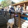 edgewater preschool long beach animal field trip (1)