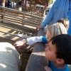 edgewater preschool long beach animal field trip (3)