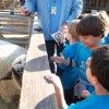 edgewater preschool long beach animal field trip (5)