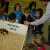 edgewater preschool long beach animal field trip (8)