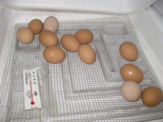 edgewater preschool - long beach chics hatching (1)
