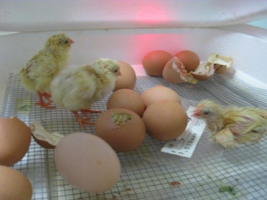 edgewater preschool - long beach chics hatching (3)