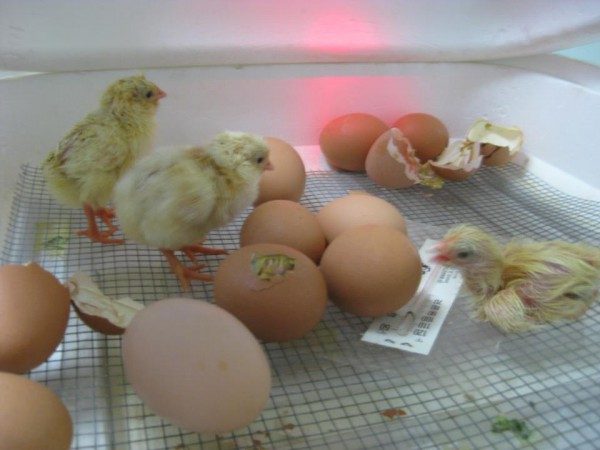 edgewater preschool - long beach chics hatching (3)