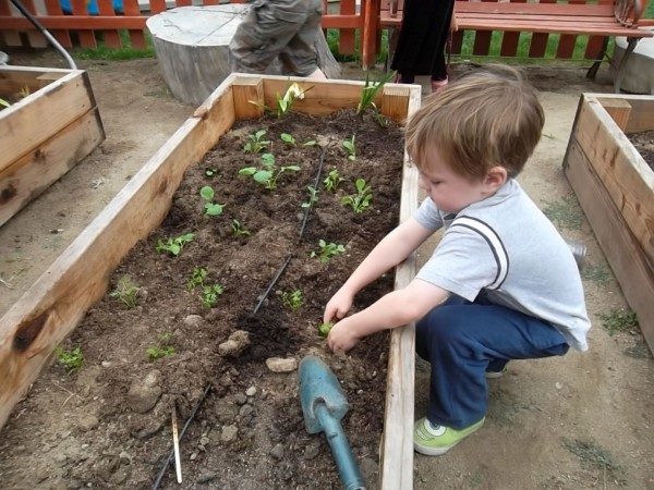 preschool garden (2)