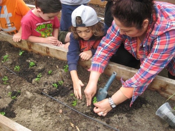 preschool garden (3)