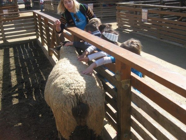 preschool field trip to farm-long beach (10)