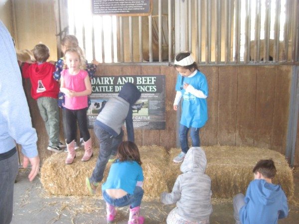 preschool field trip to farm-long beach (4)